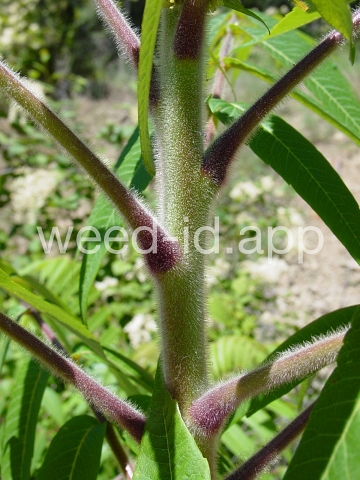 sumac, staghorn